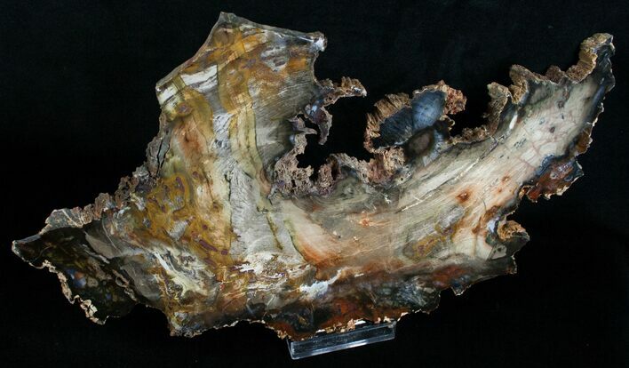 Uniquely Shaped Petrified Wood Slab - #6269